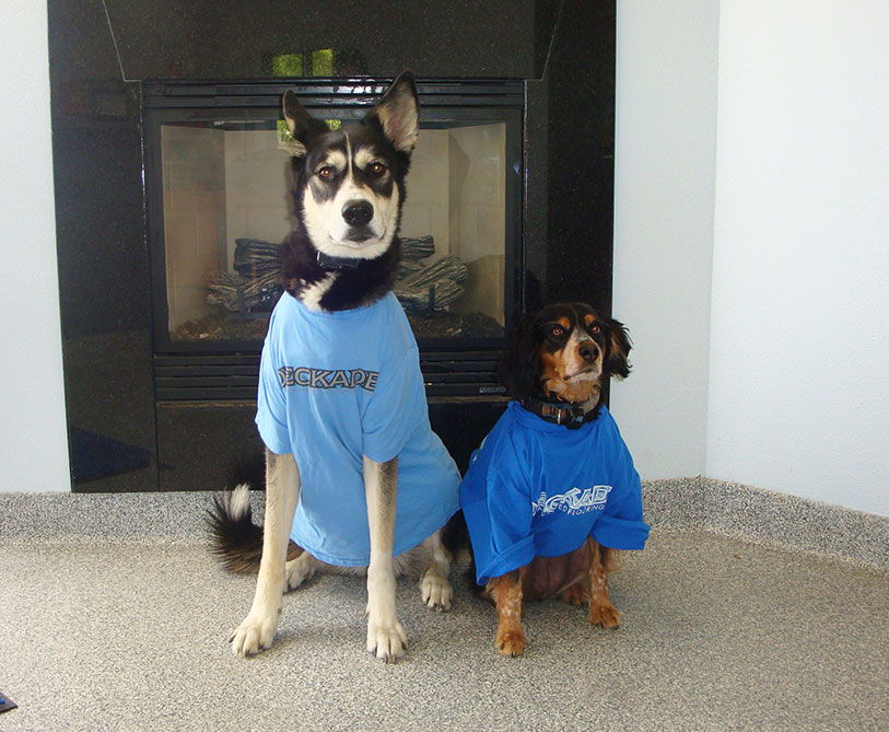 Meet-the-team-Office-Dogs